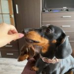 Einzigartiges Hundehalsband photo review