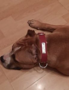 Einzigartiges Hundehalsband photo review