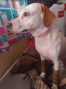 Einzigartiges Hundehalsband mit Glitzerbuchstaben photo review
